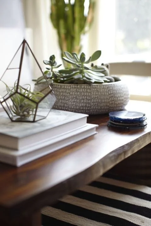 plantas de interior para mesa de centro