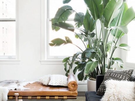 Plantas de interior