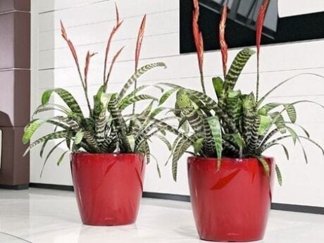planters rojos