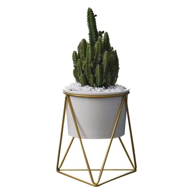 plantas