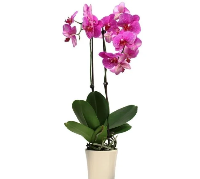 Orquídeas para tu casa, decoración natural