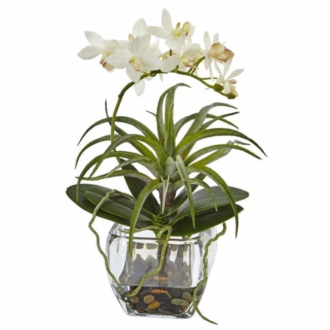 orquídeas