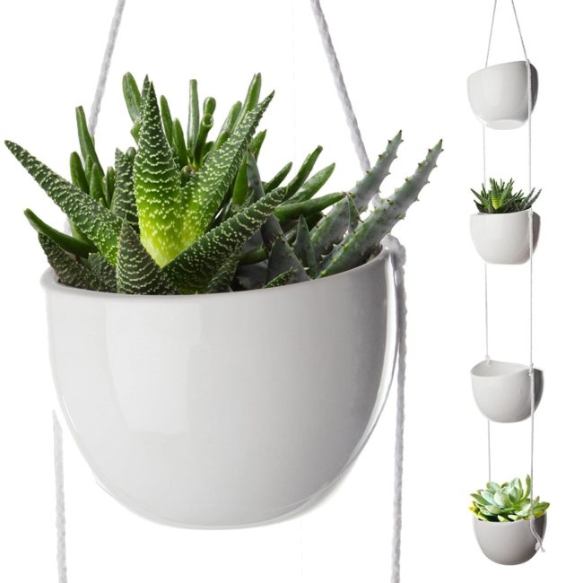 plantas