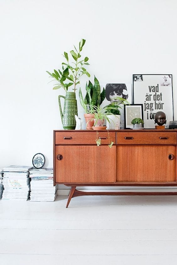 Plantas para decorar los interiores