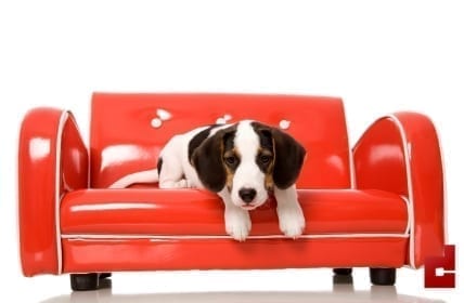 Una casa a prueba de Mascotas