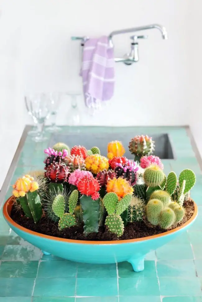 cactus, plantas suculentas, cactus de colores