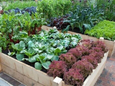 kitchen garden