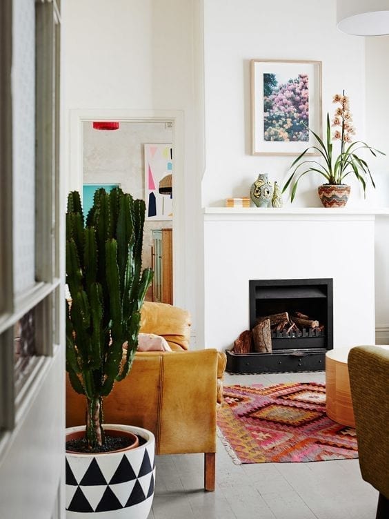 Plantas para decorar