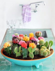 Cómo decorar con plantas suculentas