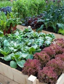 Huerto casero: ideas fáciles para cultivar