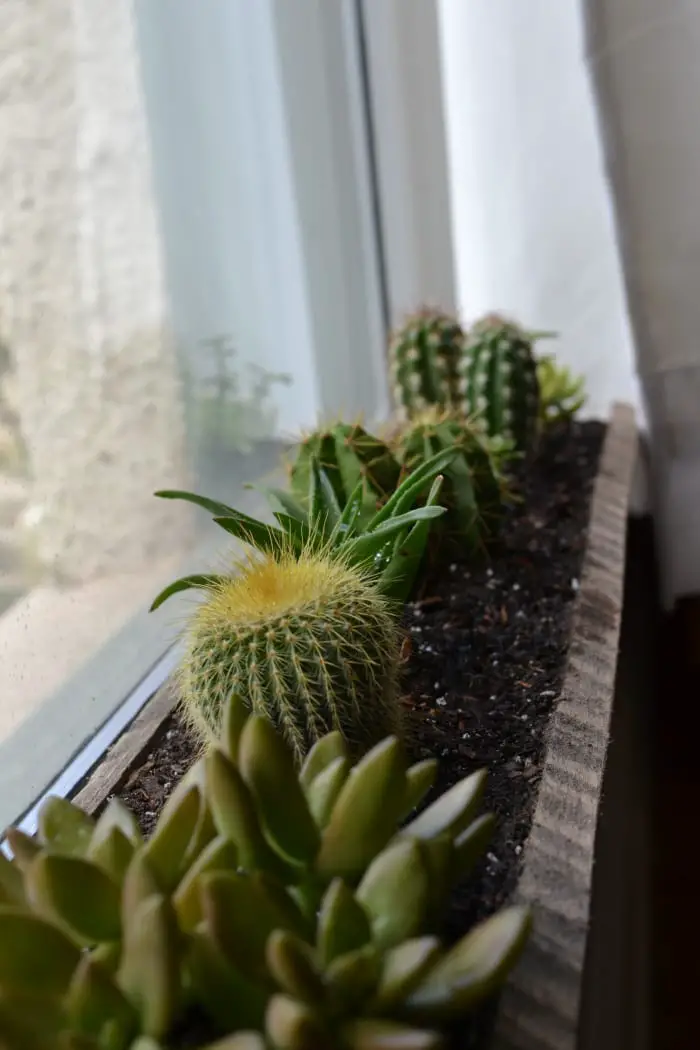plantas suculentas, suculentas y cactus