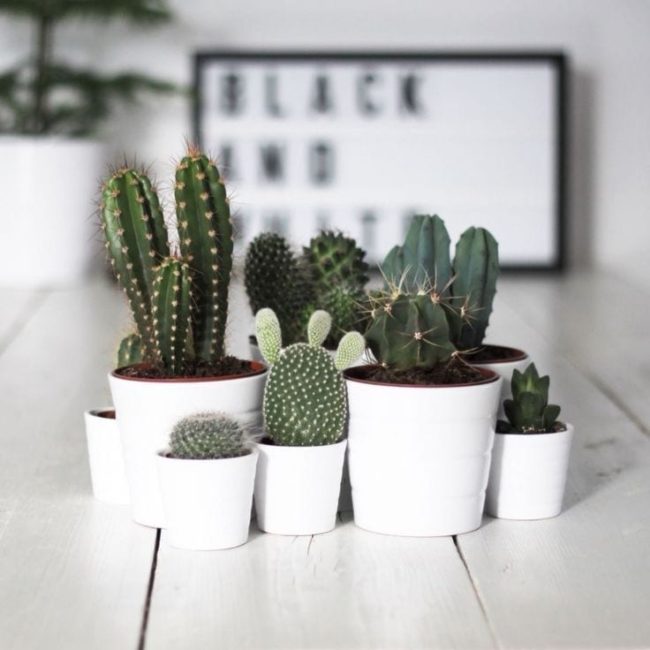 cactus, decorar con plantas de interiores, Plantas de interior